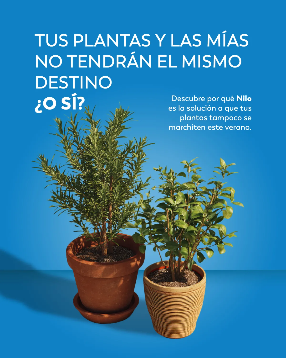 Portada: tus plantas y las mías no tendrán el mismo destino.